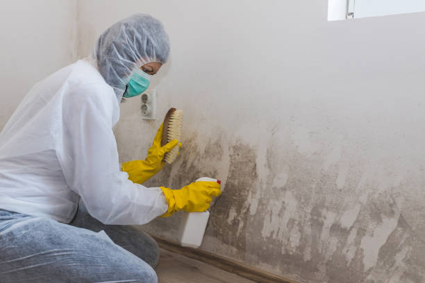 Best Crawl Space Mold Remediation  in Valhalla, NY