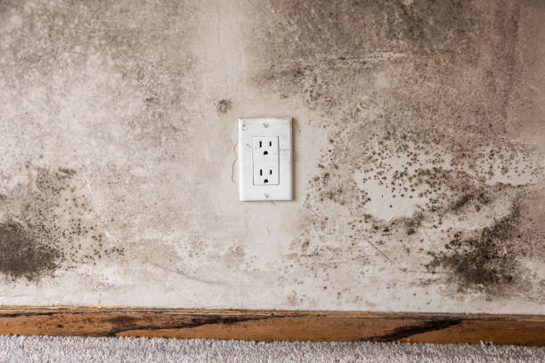 Best Mold Prevention Services  in Valhalla, NY