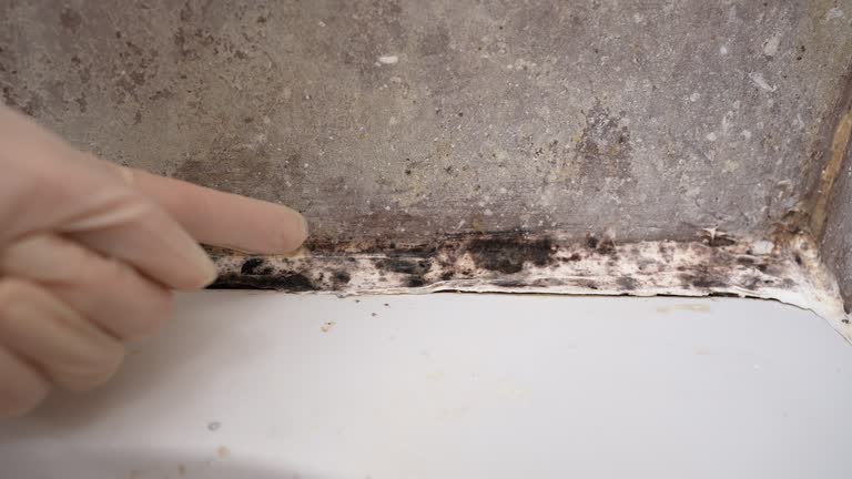 Best Mold Removal for HVAC Installations  in Valhalla, NY
